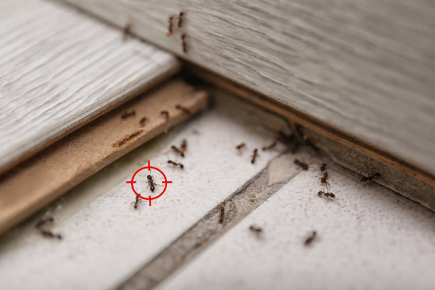 Best Spider Control Near Me  in Bliss Corner, MA
