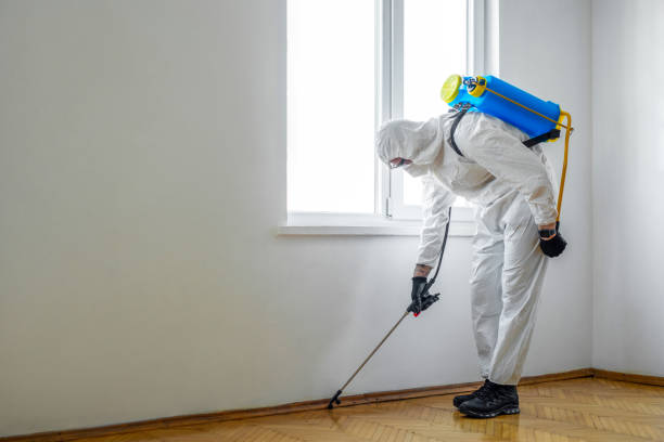 Best Termite Control Services  in Bliss Corner, MA